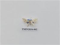 藏品(尺蛾534)的圖片